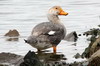 Magellanic Steamerduck (Tachyeres pteneres) - Argentina