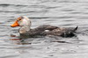 Magellanic Steamerduck (Tachyeres pteneres) - Argentina