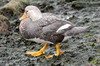 Brassemer de Patagonie (Tachyeres patachonicus) - Argentine