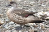 Canard hupp (Lophonetta specularioides) - Argentine