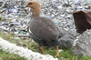 Ouette de Magellan (Chloephaga picta) - Argentine