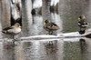 Yellow-billed Teal (Anas flavirostris) - Argentina