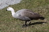 Upland Goose (Chloephaga picta) - Argentina