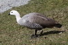 Ouette de Magellan (Chloephaga picta) - Argentine