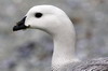 Upland Goose (Chloephaga picta) - Argentina