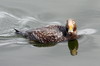 Brassemer de Patagonie (Tachyeres patachonicus) - Argentine