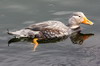 Flying Steamerduck (Tachyeres patachonicus) - Argentina