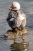 Magellanic Steamerduck (Tachyeres pteneres) - Argentina