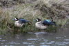 Canard  lunettes (Speculanas specularis) - Argentine