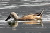 Red Shoveler (Spatula platalea) - Argentina