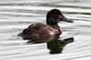 Andean Duck (Oxyura ferruginea) - Argentina