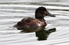 Erismature des Andes (Oxyura ferruginea) - Argentine