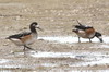 Canard de Chilo (Mareca sibilatrix) - Argentine