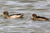 Sarcelle tachete (Anas flavirostris) - Argentine