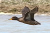 Sarcelle tachete (Anas flavirostris) - Argentine