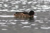 Black-headed Duck (Heteronetta atricapilla) - Argentina