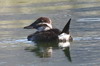 Lake Duck (Oxyura vittata) - Argentina