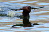 Erismature des Andes (Oxyura ferruginea) - Argentine