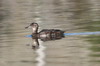 Black-headed Duck (Heteronetta atricapilla) - Argentina