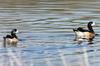 Canard de Chilo (Mareca sibilatrix) - Argentine