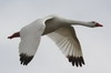 Coscoroba Swan (Coscoroba coscoroba) - Argentina