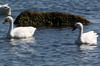 Coscoroba Swan (Coscoroba coscoroba) - Chile
