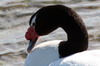 Black-necked Swan (Cygnus melancoryphus) - Chile