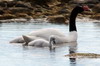 Black-necked Swan (Cygnus melancoryphus) - Chile