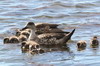 Crested Duck (Lophonetta specularioides) - Chile