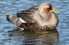 Flying Steamerduck (Tachyeres patachonicus) - Chile
