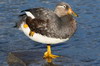 Flying Steamerduck (Tachyeres patachonicus) - Chile