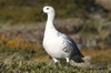 Upland Goose (Chloephaga picta) - Chile