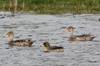 Yellow-billed Pintail (Anas georgica) - Chile