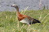 Ashy-headed Goose (Chloephaga poliocephala) - Chile