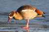 Egyptian Goose (Alopochen aegyptiaca) - France