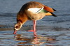 Egyptian Goose (Alopochen aegyptiaca) - France