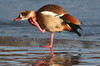 Egyptian Goose (Alopochen aegyptiaca) - France