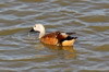 South African Shelduck (Tadorna cana) - South Africa