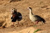 Egyptian Goose (Alopochen aegyptiaca) - South Africa