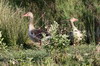 Greylag Goose (Anser anser) - Romania