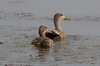 Canard chipeau (Mareca strepera) - Roumanie