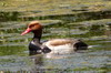 Red-crested Pochard (Netta rufina) - Romania