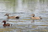 Canard chipeau (Mareca strepera) - Roumanie