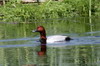 Common Pochard (Aythya ferina) - Romania