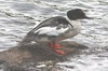 Goosander (Mergus merganser) - Norway