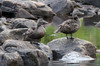 Common Eider (Somateria mollissima) - Norway