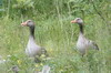 Greylag Goose (Anser anser) - Norway
