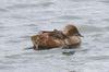 Eider  tte grise (Somateria spectabilis) - Norvge