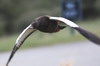 Paradise Shelduck (Tadorna variegata) - New Zealand