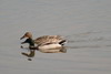 Mallard (Anas platyrhynchos) - France